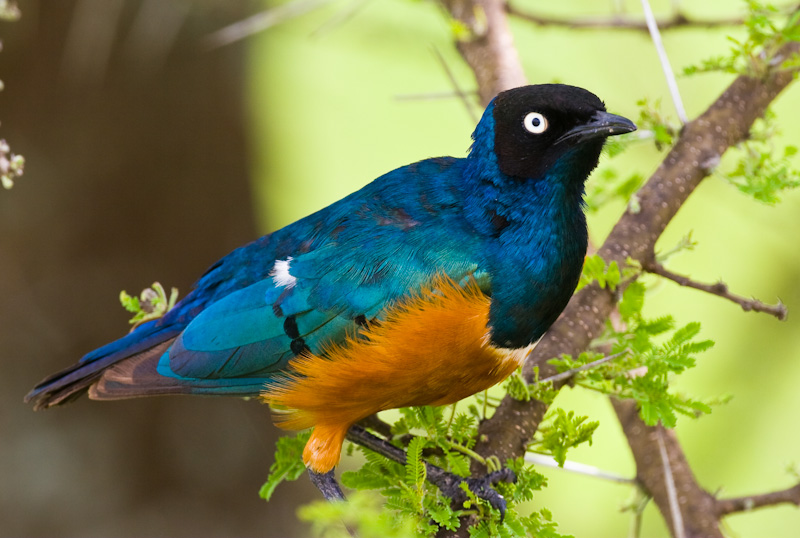 Superb Starling